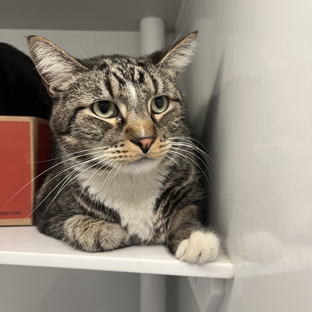 Yurik - Domestic Shorthair