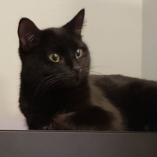 Gumdrop - Domestic Shorthair