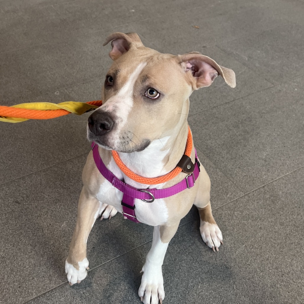 Love - Mixed Breed (Medium)