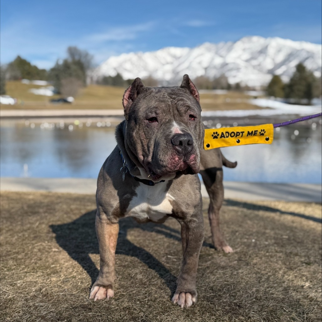 Sweetums - Mixed Breed (Large)/Terrier, American Pit Bull