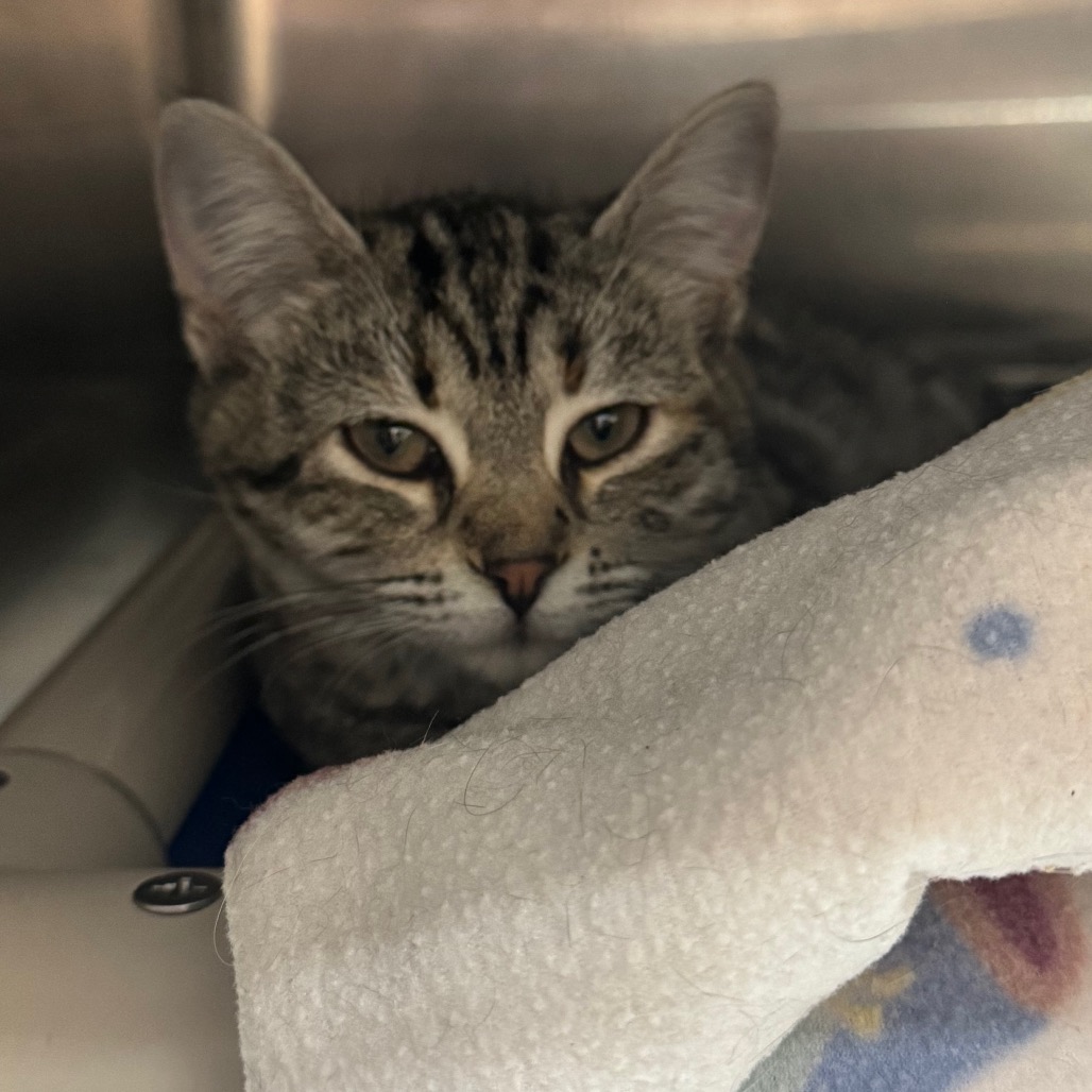 Stripes - Domestic Shorthair