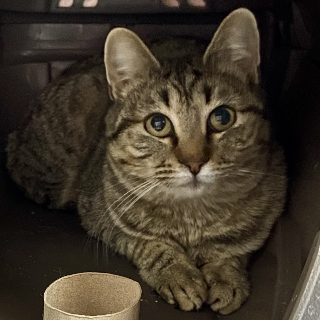 Pixie - Domestic Shorthair