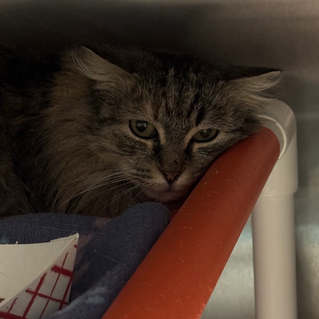 Venus - Domestic Medium Hair