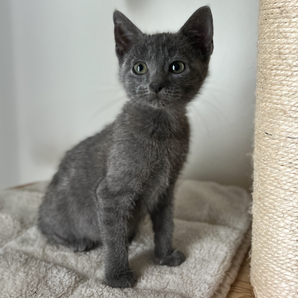 Dolly Purrton - Domestic Shorthair
