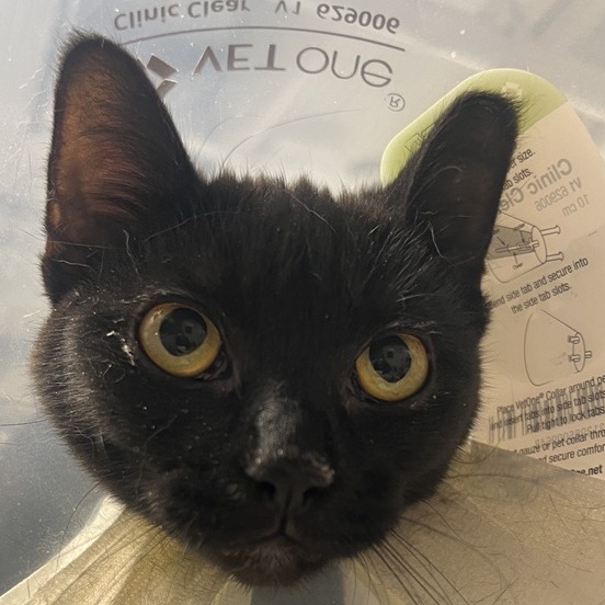 CeeCee - Domestic Shorthair