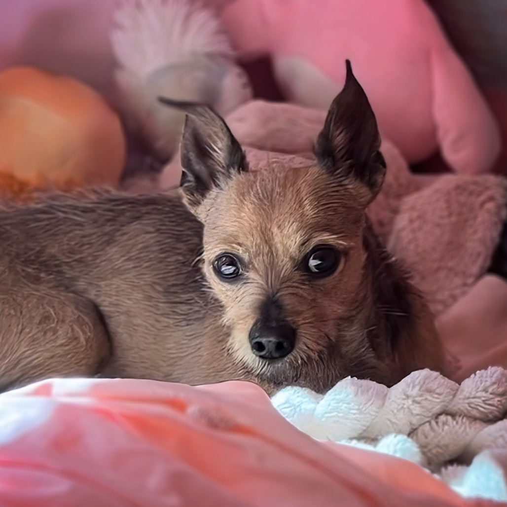 Leo Carrillo - Terrier/Mix