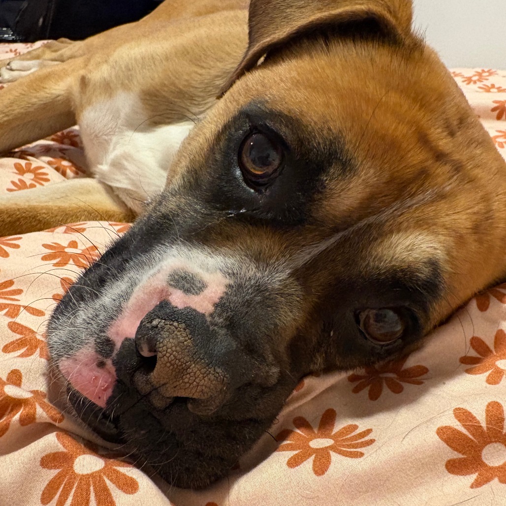 Roy - Mixed Breed (Medium)/Boxer