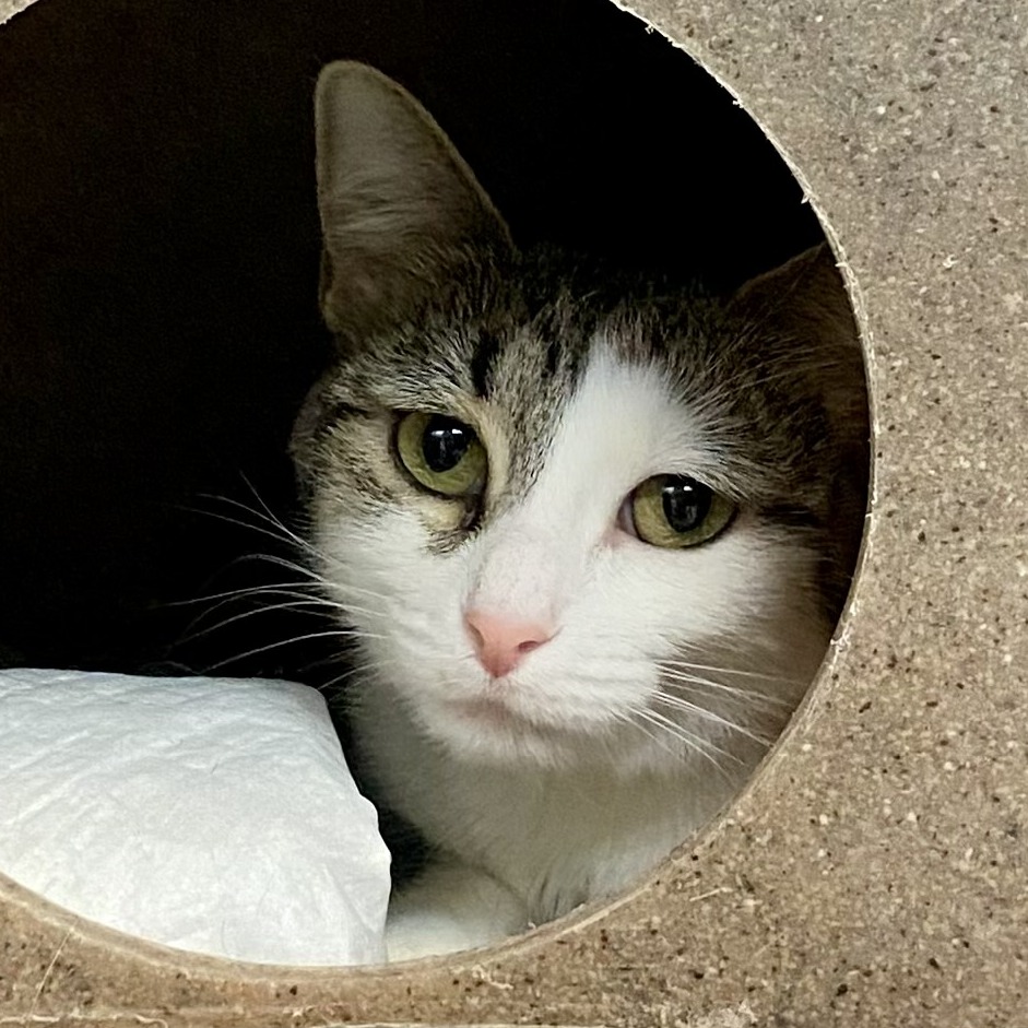Judy Bloom - Domestic Shorthair