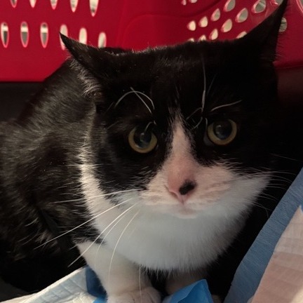 Magic - Domestic Shorthair