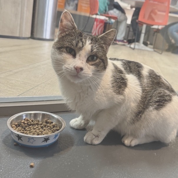 Tom Tom - Domestic Shorthair