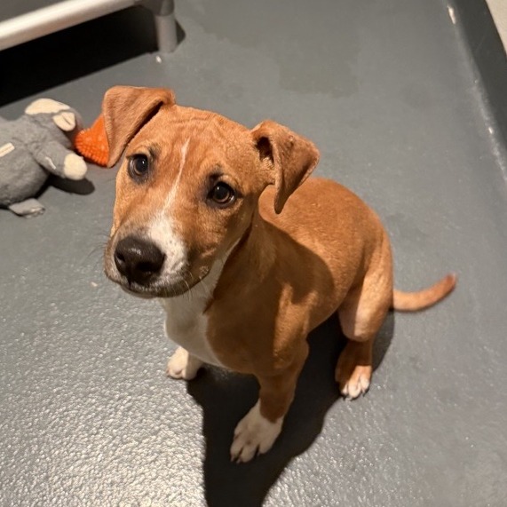 Terrea - Mixed Breed (Small)