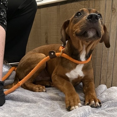 Thanos - Mixed Breed (Small)