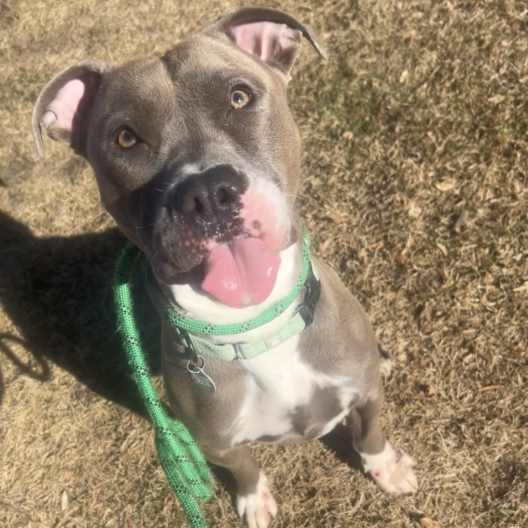 Magnolia - Mixed Breed (Medium)/Terrier, American Pit Bull