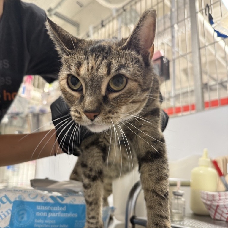 Zola - Domestic Shorthair