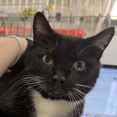 Kosa - Domestic Shorthair