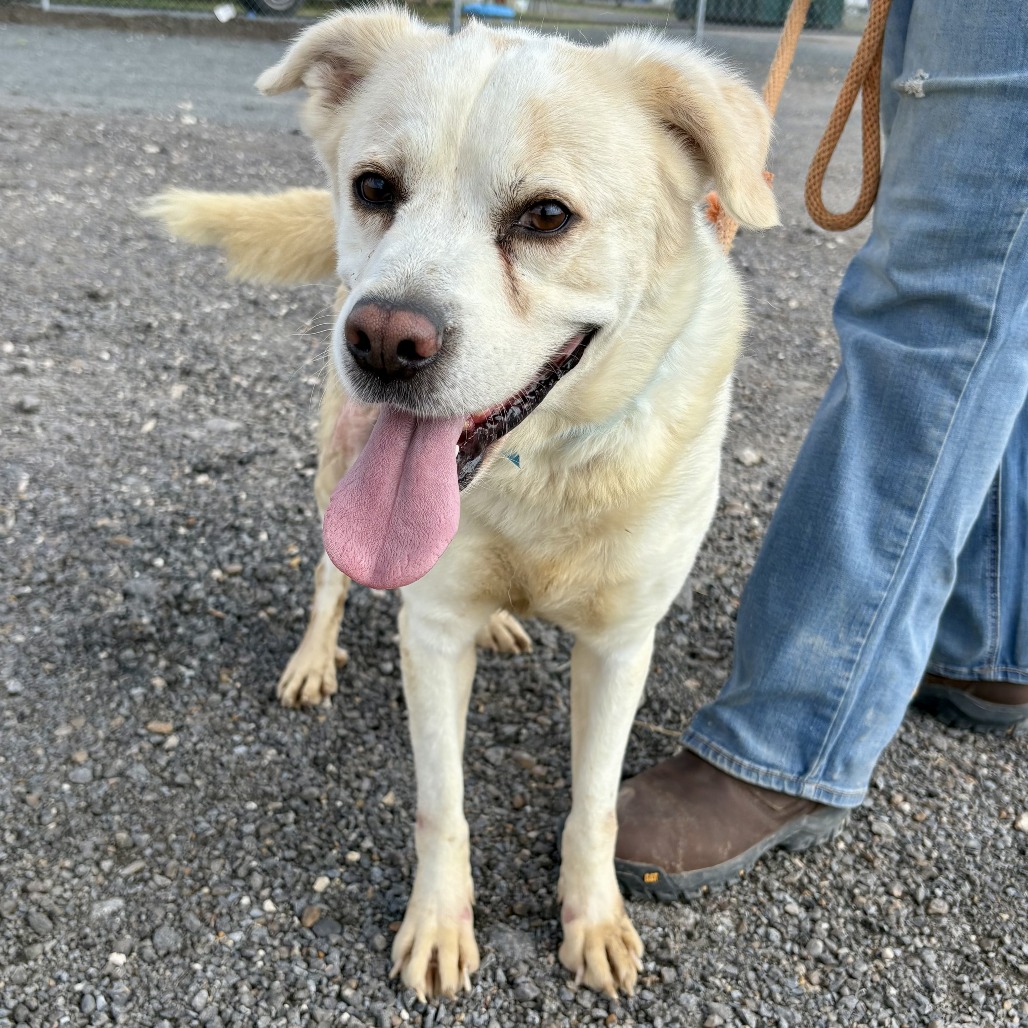 Wonder Boy - Shepherd/Chihuahua, Long Coat