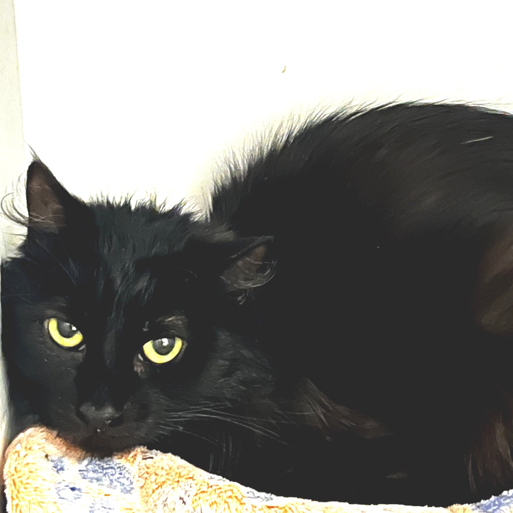 Fluffy - Domestic Longhair