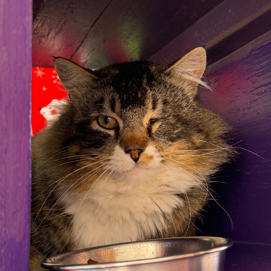 Wharton - Domestic Longhair