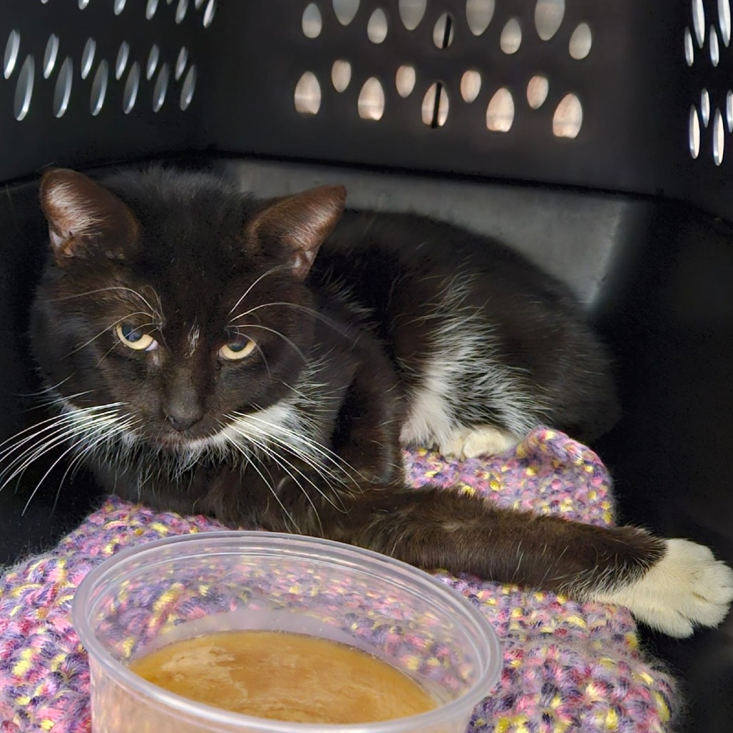 Billy Bob Thornton - Domestic Shorthair