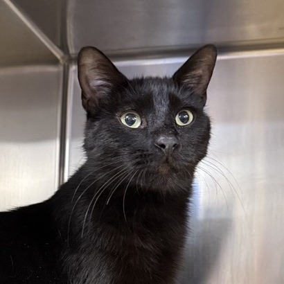 Fudge - Domestic Shorthair