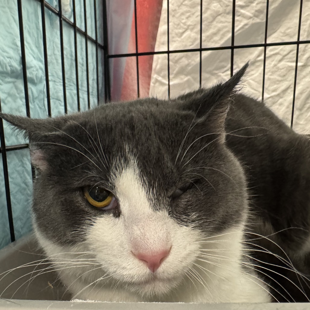 Kirby - Domestic Shorthair