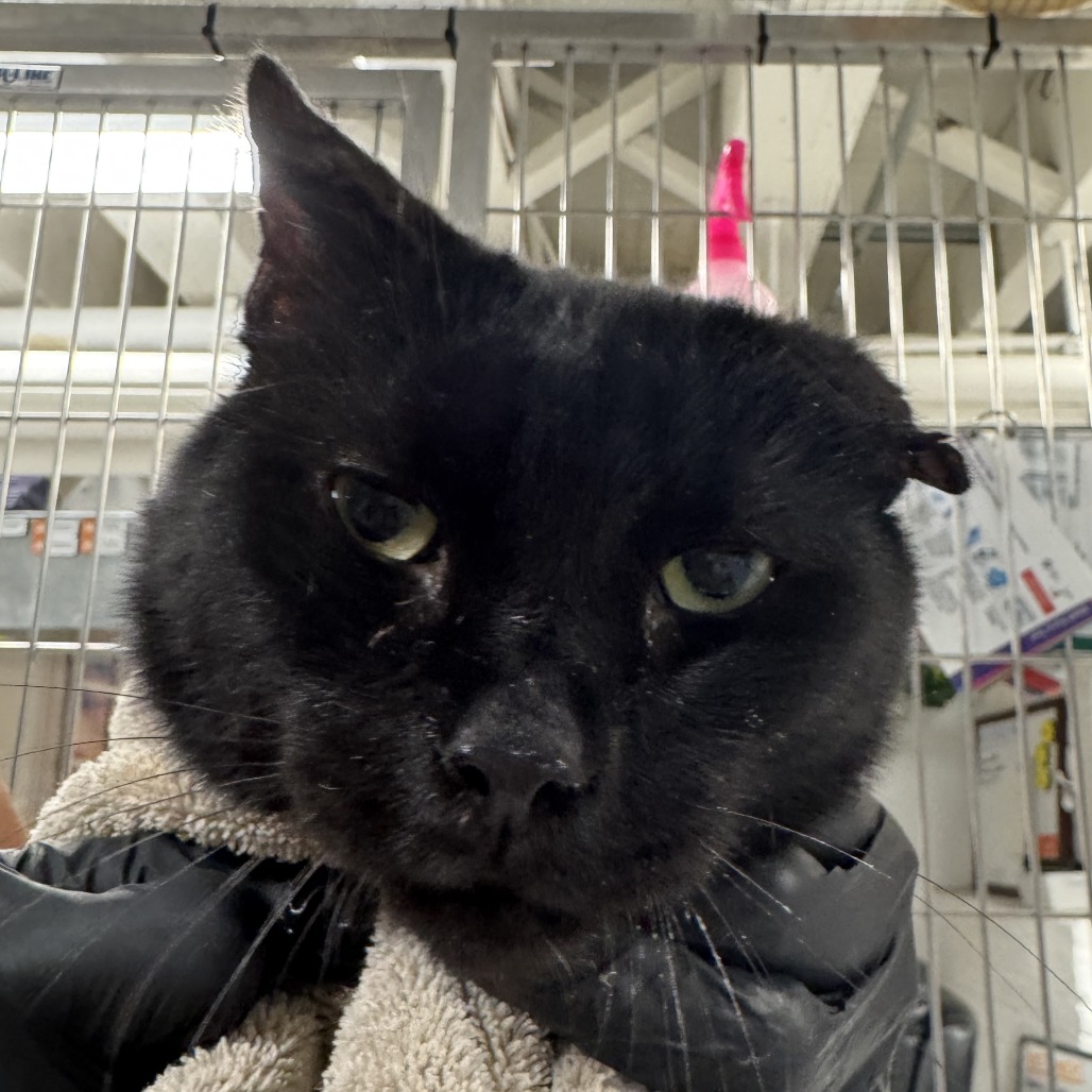 Bentley - Domestic Shorthair