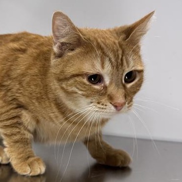 Maria - Domestic Shorthair