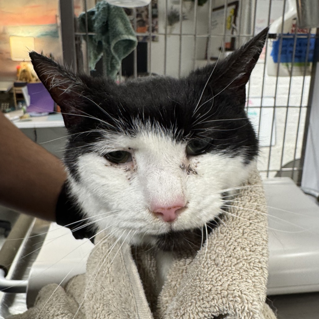 Buster - Domestic Shorthair