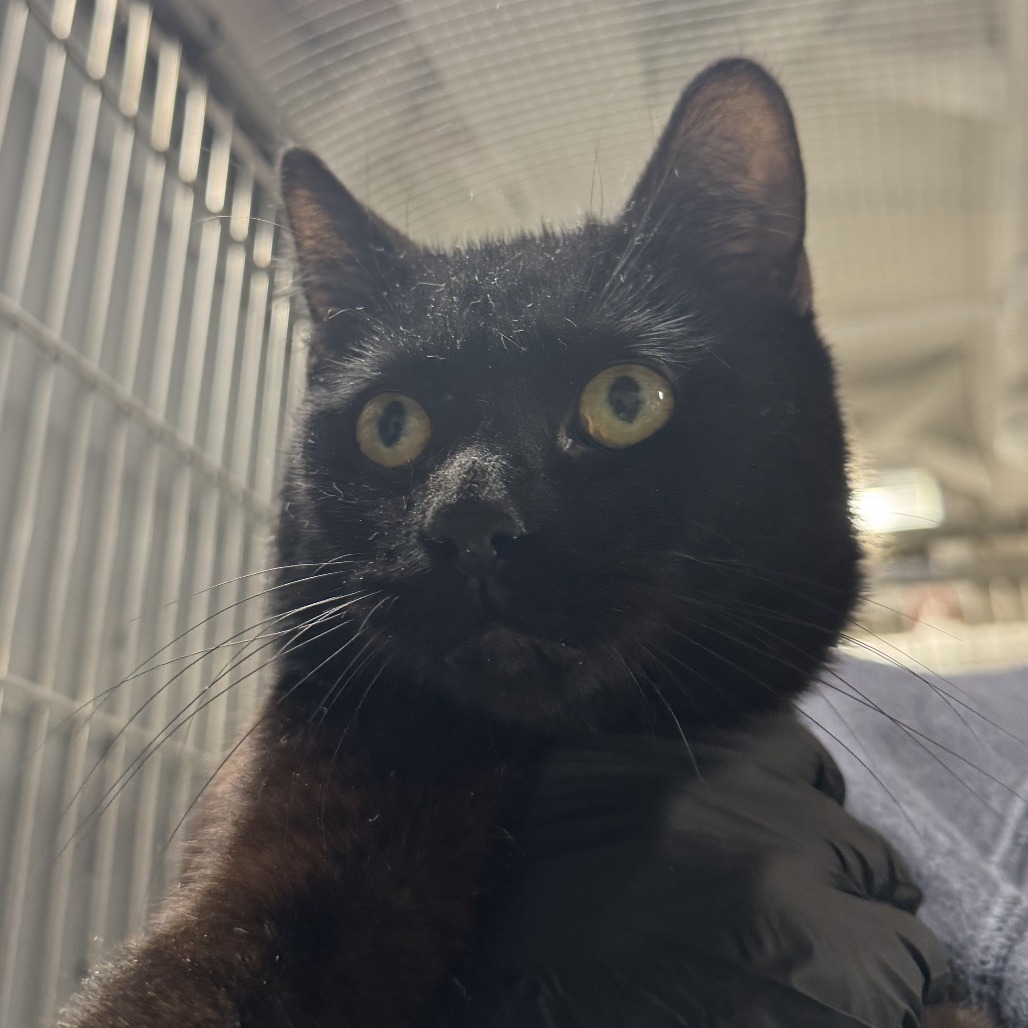 Doodle Bug - Domestic Shorthair