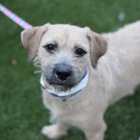 Nana - Mixed Breed (Small)