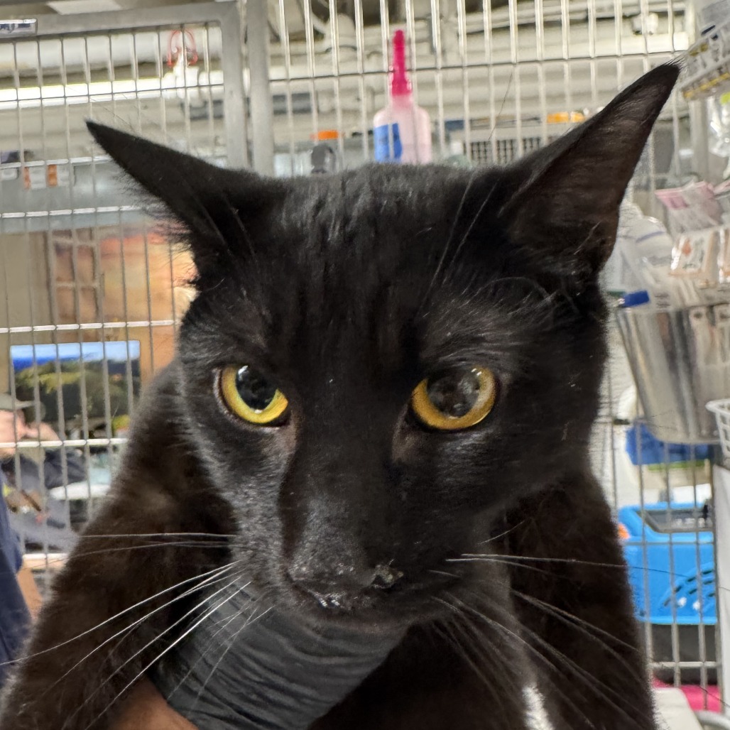 George Lee - Domestic Shorthair