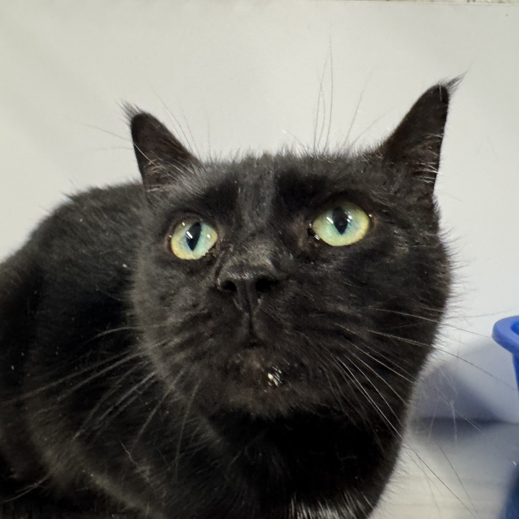 Honey - Domestic Shorthair