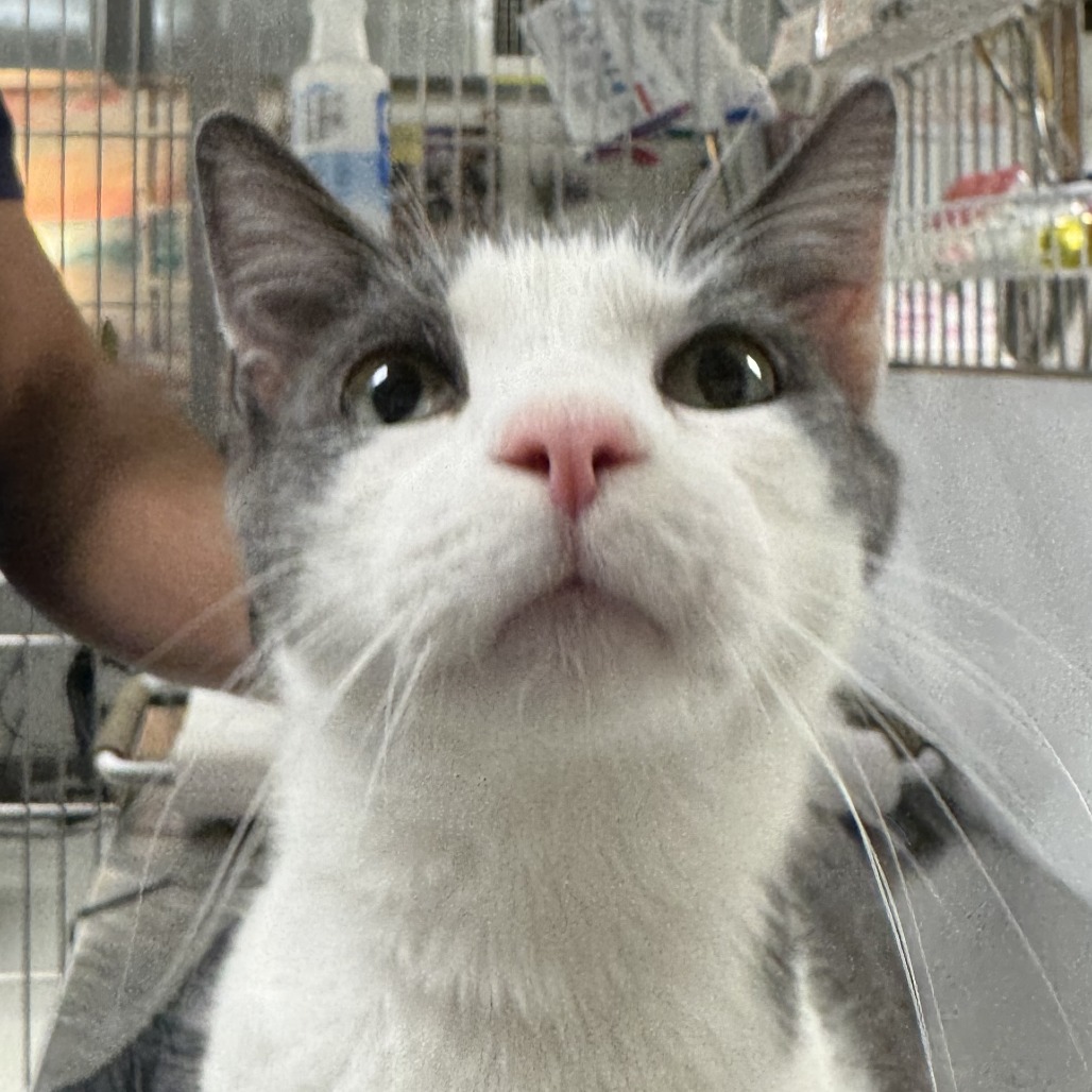 Joey - Domestic Shorthair