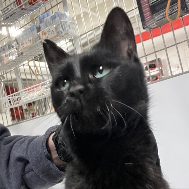 Peepers - Domestic Shorthair