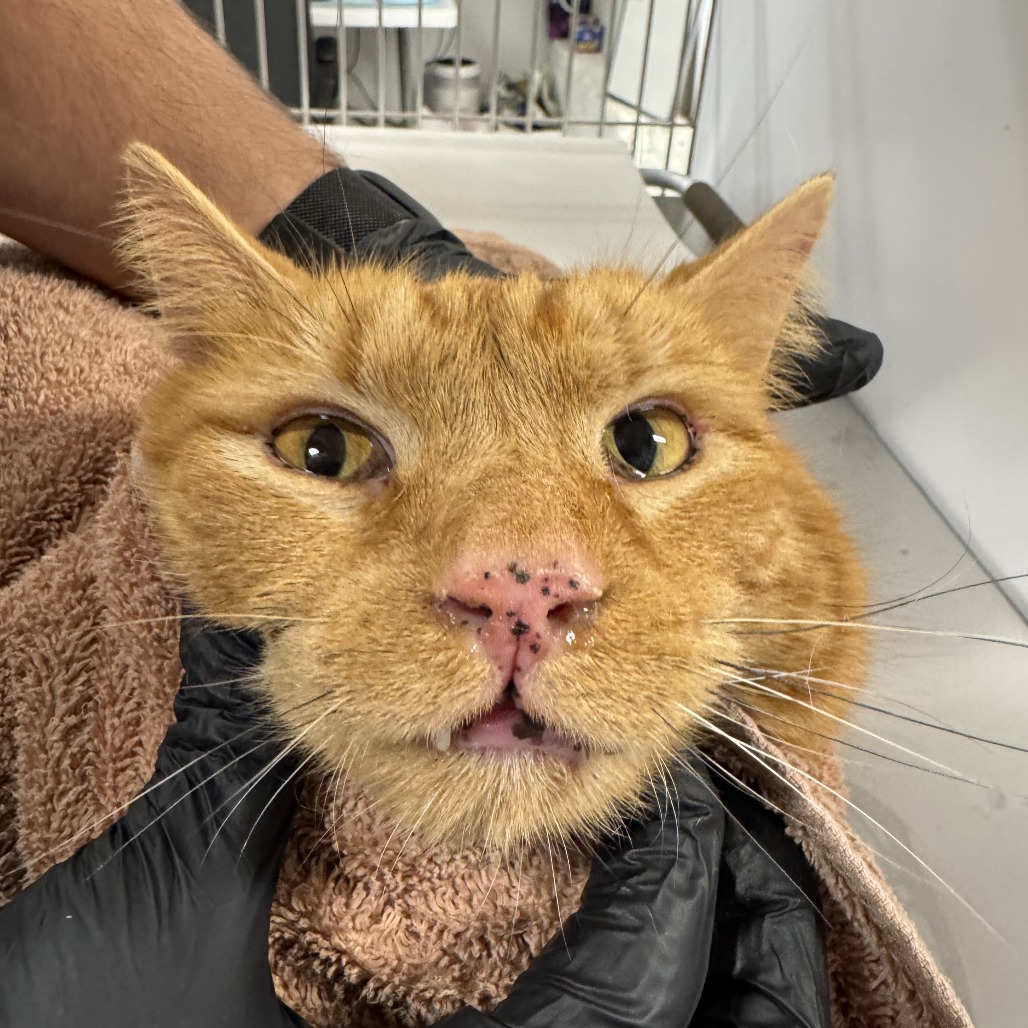 Sam - Domestic Shorthair