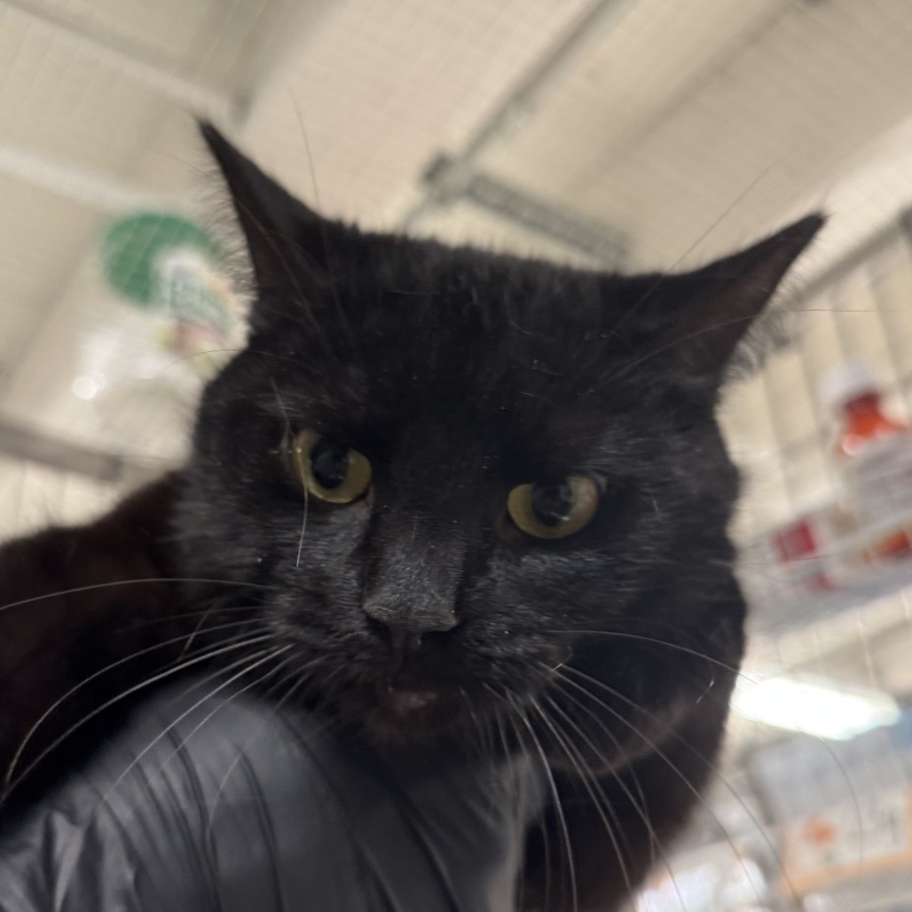 Dixie - Domestic Shorthair