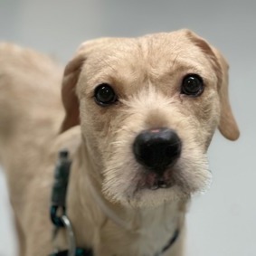 Colt - Mixed Breed (Medium)