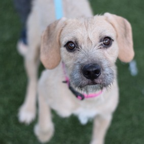 La Menor - Mixed Breed (Medium)