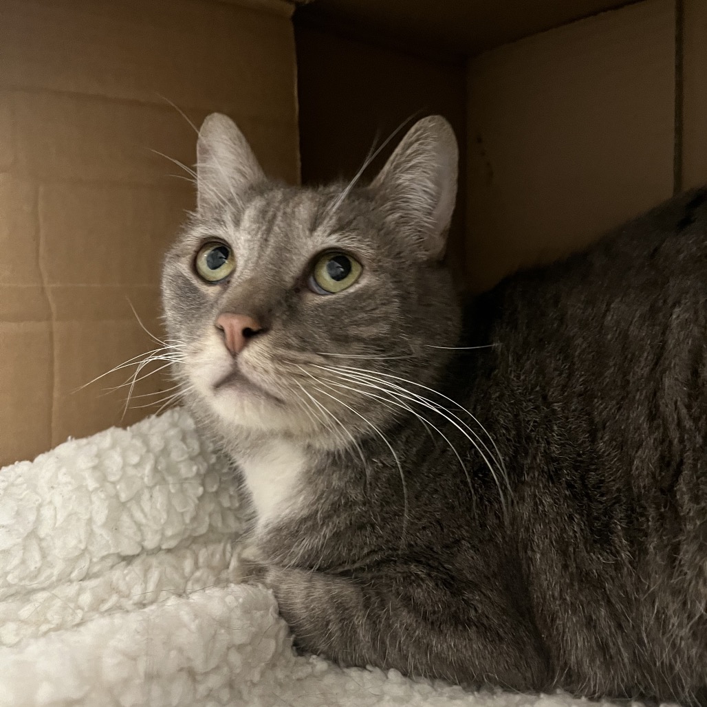Han - Domestic Shorthair/Mix