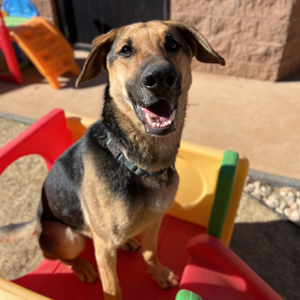 Lemon - Shepherd, German/Mix