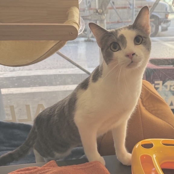 Elvin - Domestic Shorthair
