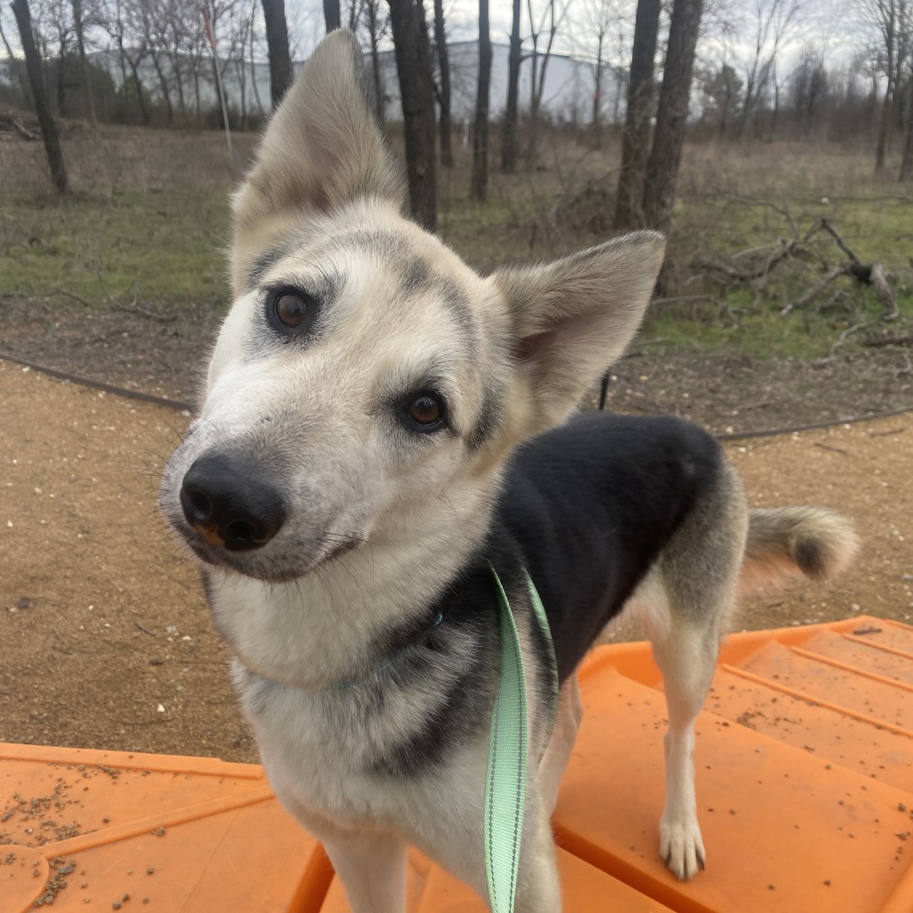 Lucy - Husky