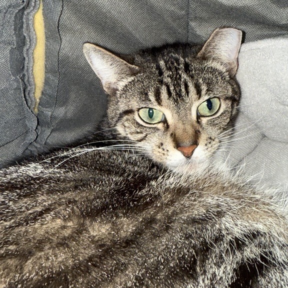 Goldie Locks - Domestic Shorthair