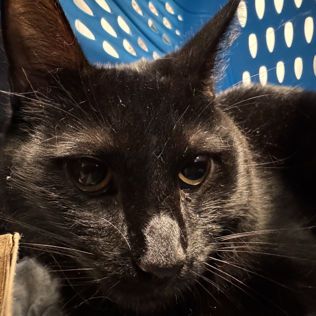 Ninja - Domestic Shorthair