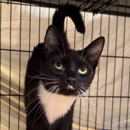 Sasha - Domestic Shorthair