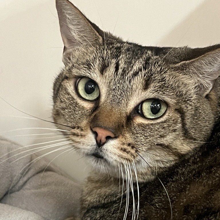 Jazzy - Domestic Shorthair
