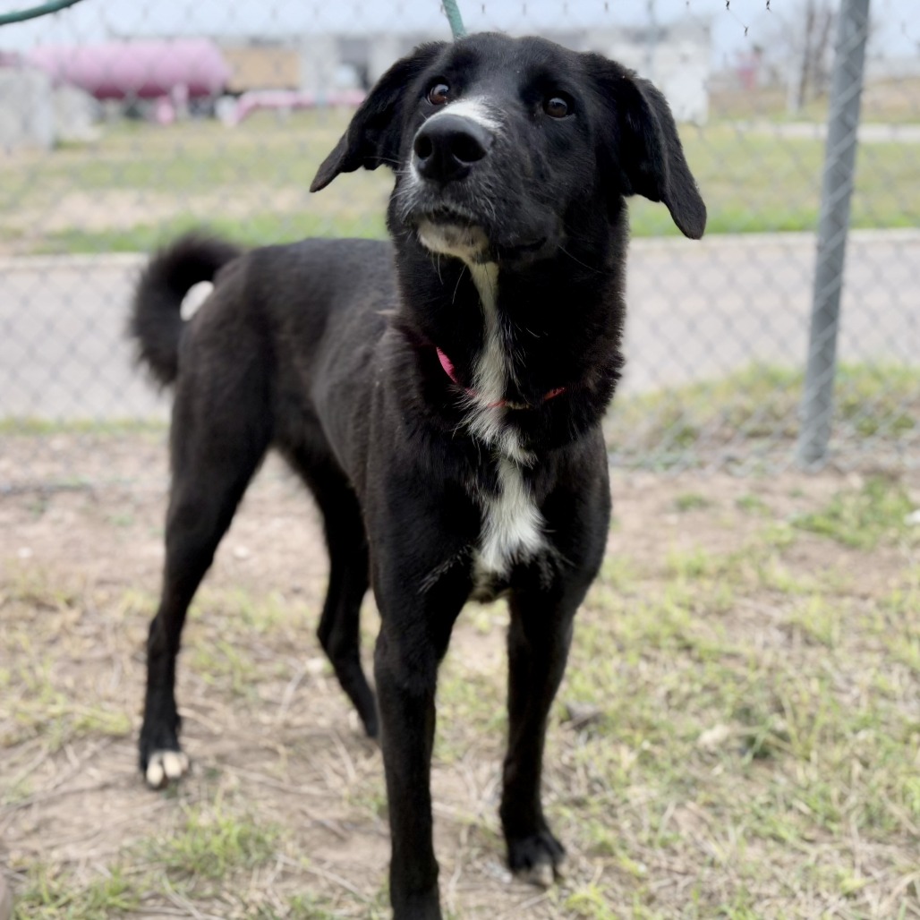 Jane - Shepherd/Mix
