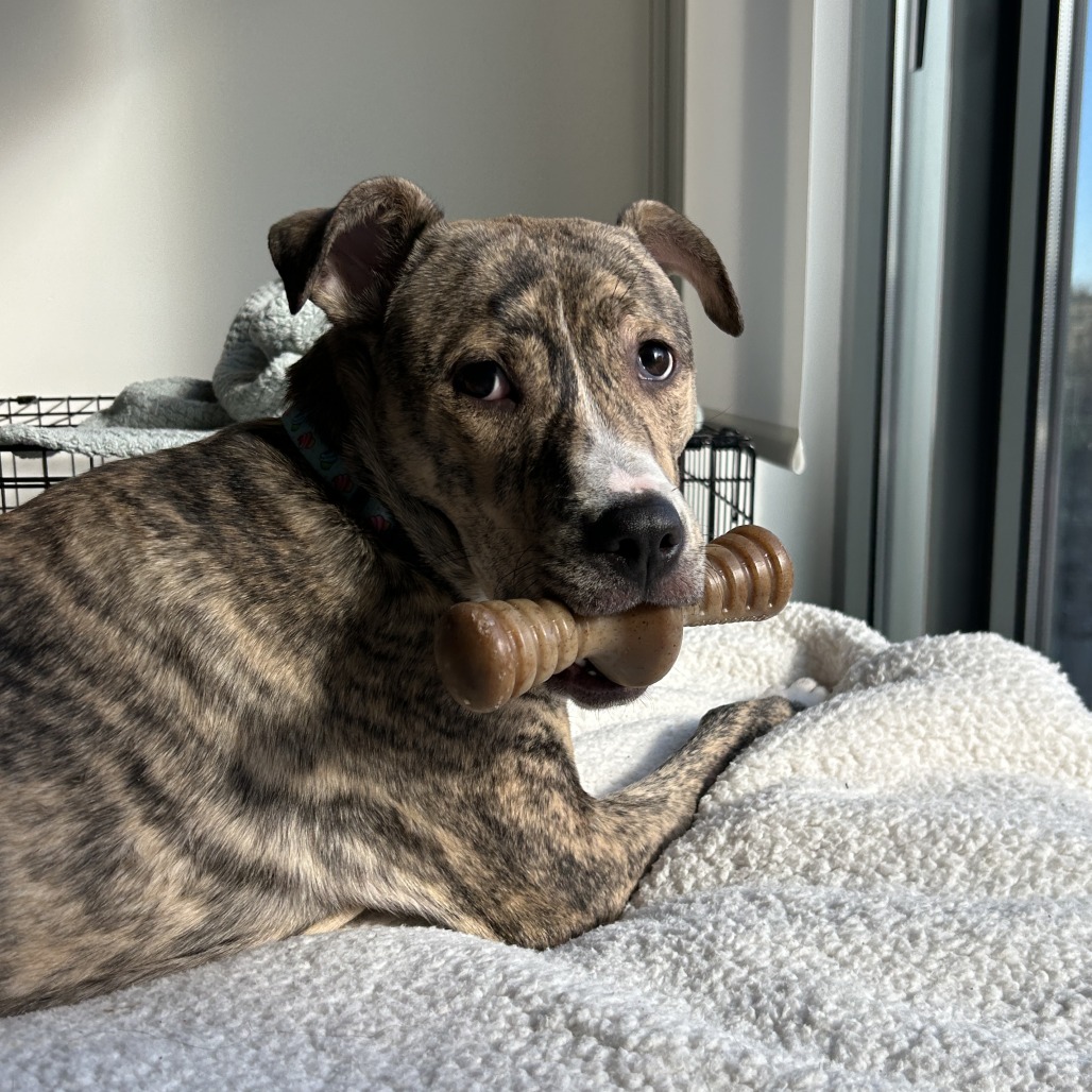 Mabel - Mixed Breed (Medium)
