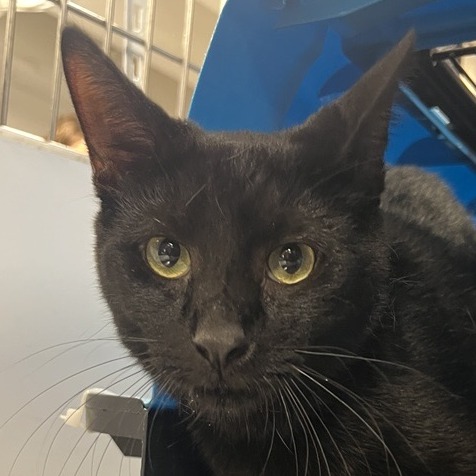 Pirate - Domestic Shorthair