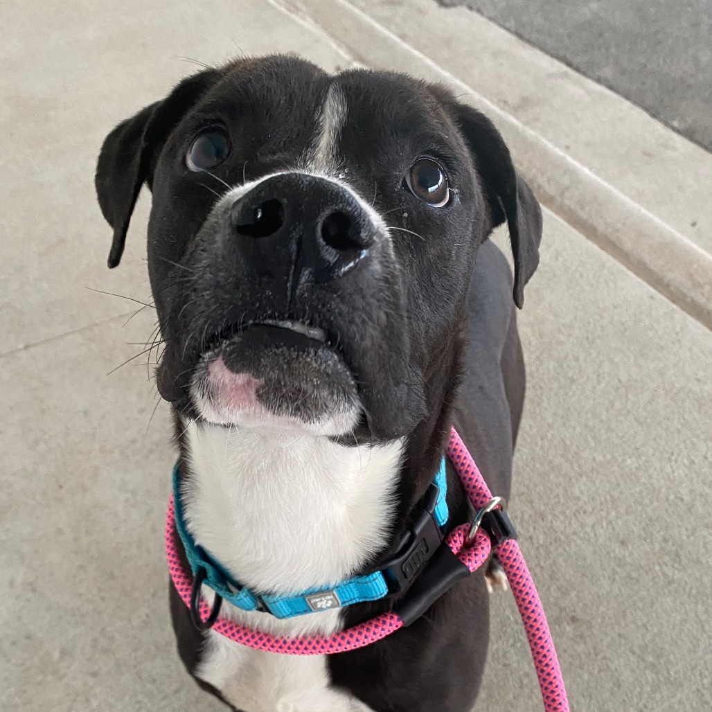 Hooray - Boxer/Mixed Breed (Medium)